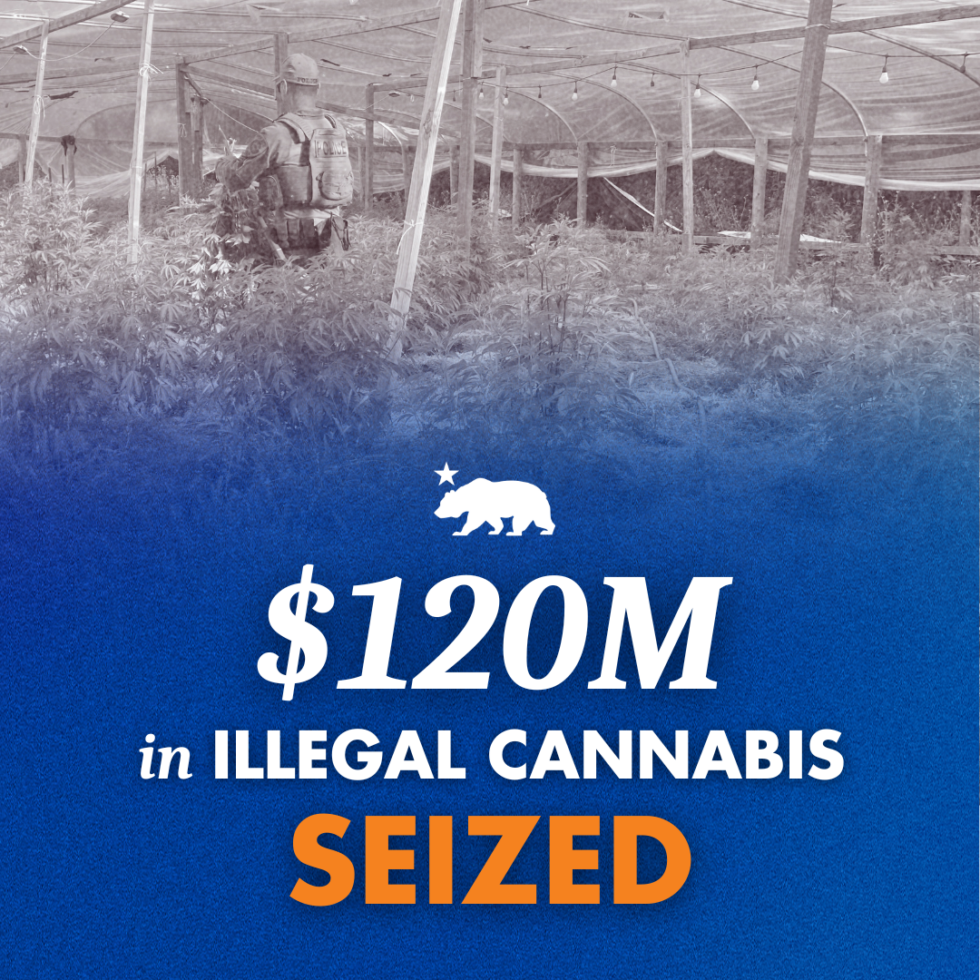 California seizes over $120 million in illegal cannabis since January ...