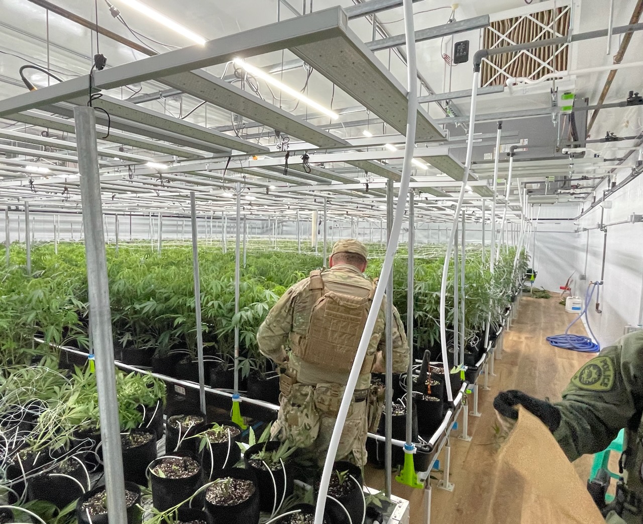 Image of agents and rows of illegal cannabis plants