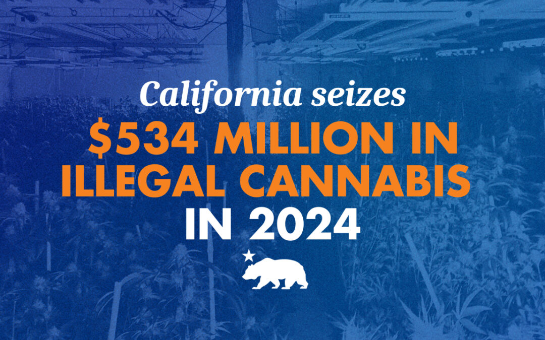 California seizes $534 million in illegal cannabis in 2024