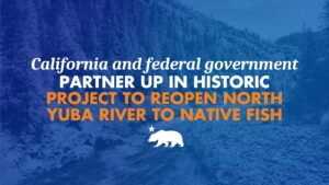 Graphic over a blue-tinted forested river canyon, with a California bear silhouette, headlined "California and federal government partner up in historic project to reopen North Yuba River to native fish."