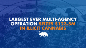 A graphic with orange and white words that says largest ever multi-agency operation seizes $123.5M in illicit cannabis