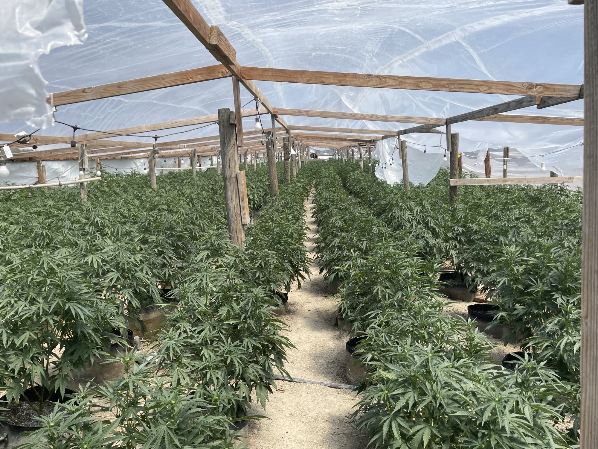 A photo of cannabis plants growing