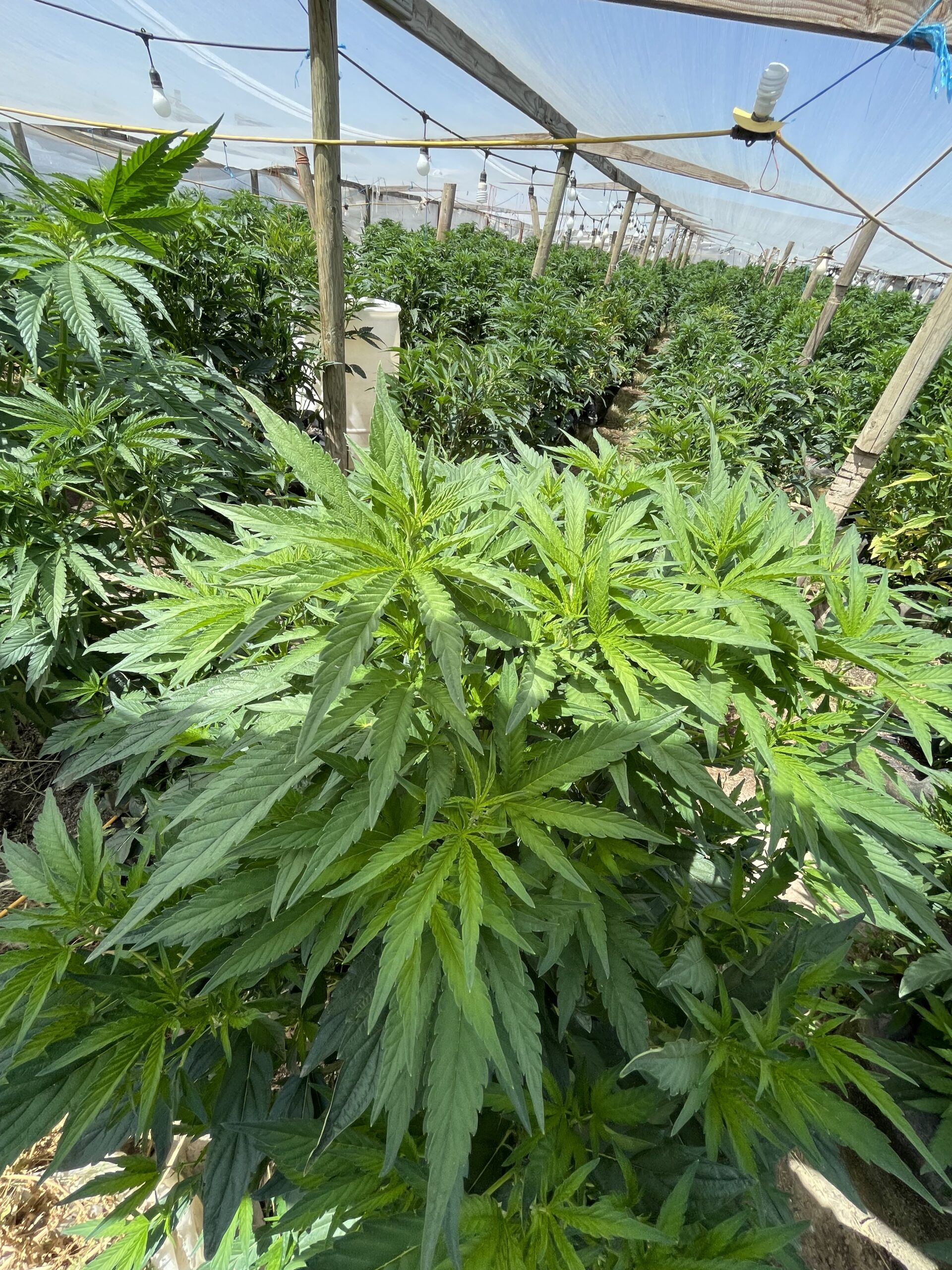 A photo of cannabis plants
