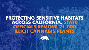 A graphic with cannabis plants in the background that says Protecting sensitive habitats across California, state officials remove 21,000 illicit cannabis plants