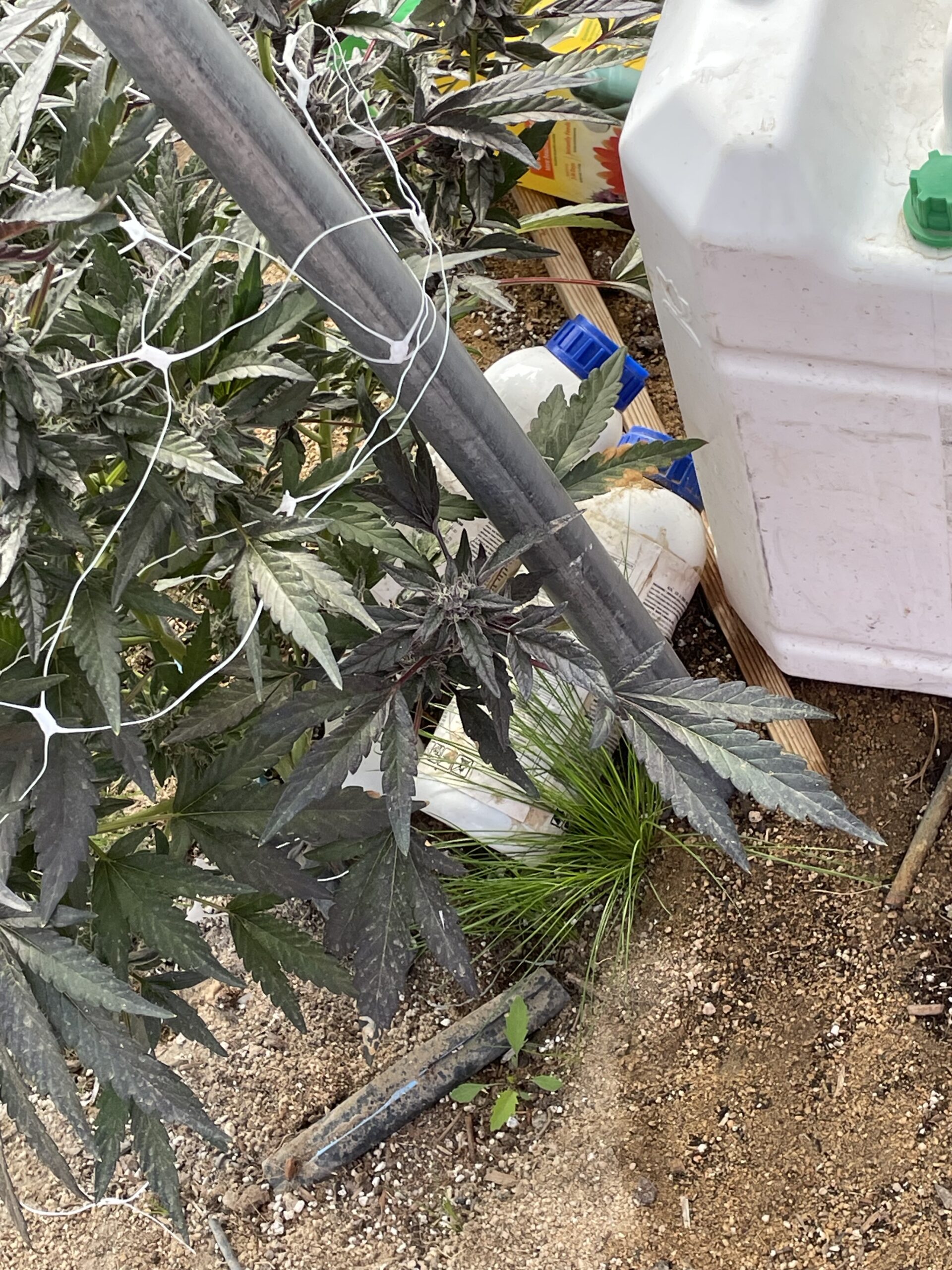 An image of illegal cannabis plants with toxic chemical containers nearby.