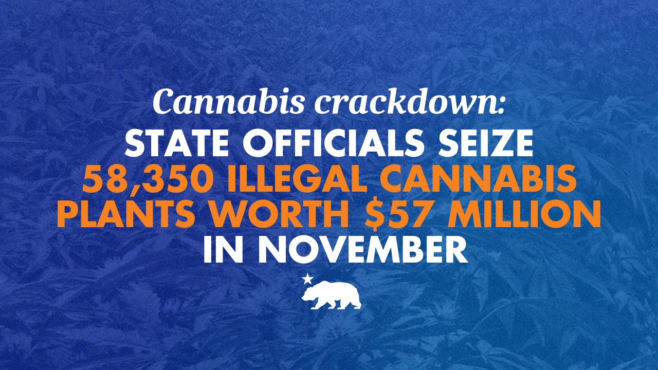 Cannabis crackdown: State officials seize 58,350 illegal cannabis plants worth $57 million in November