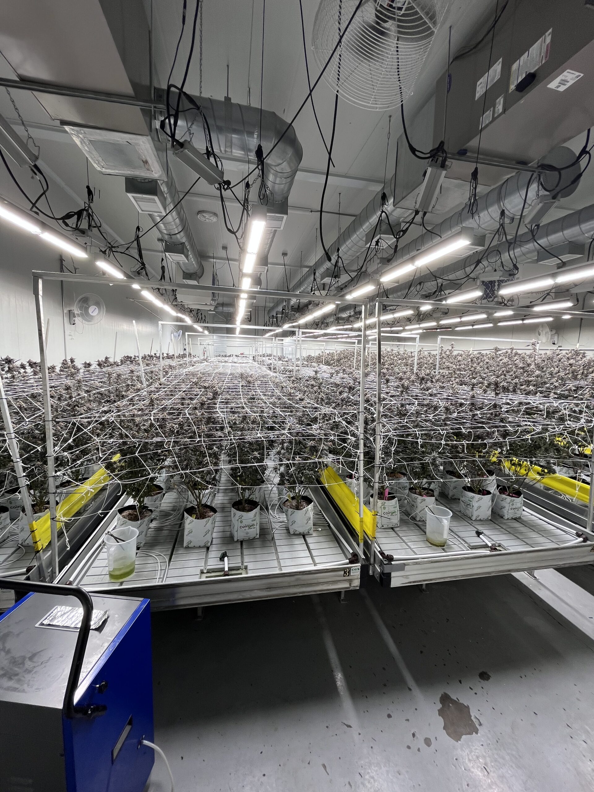 A photo of illegal cannabis plants inside a large warehouse.