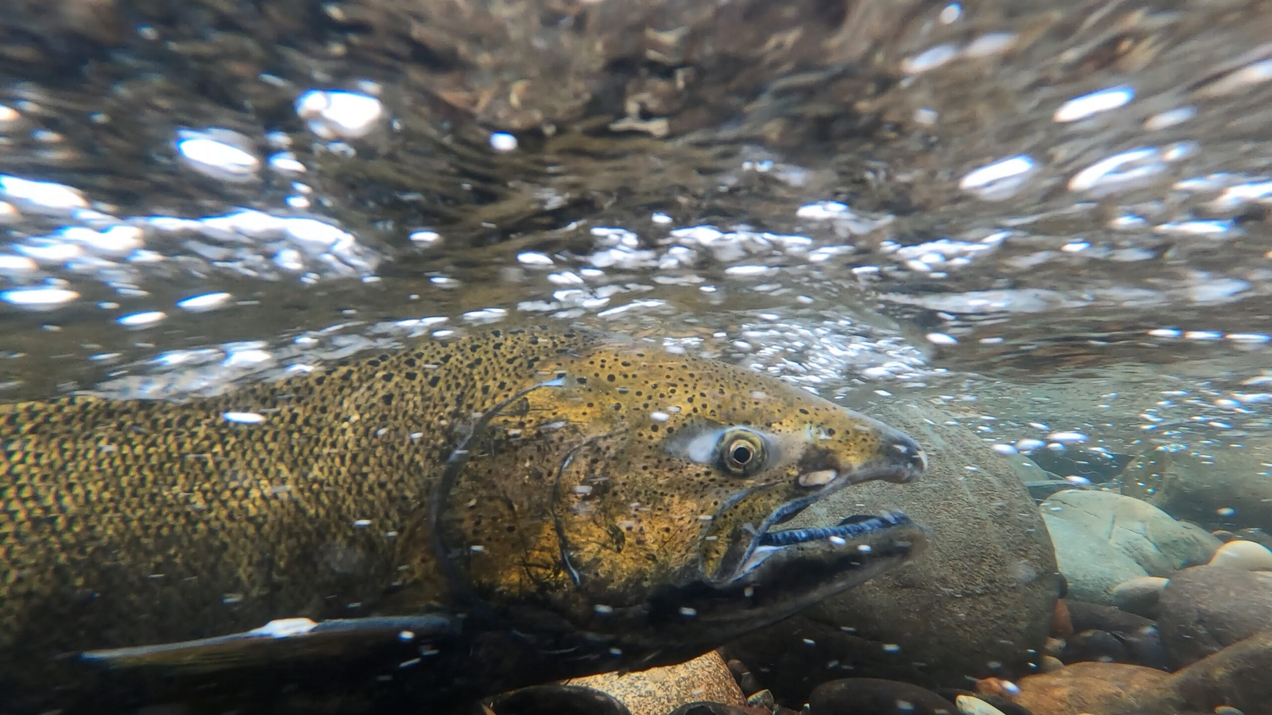 salmon