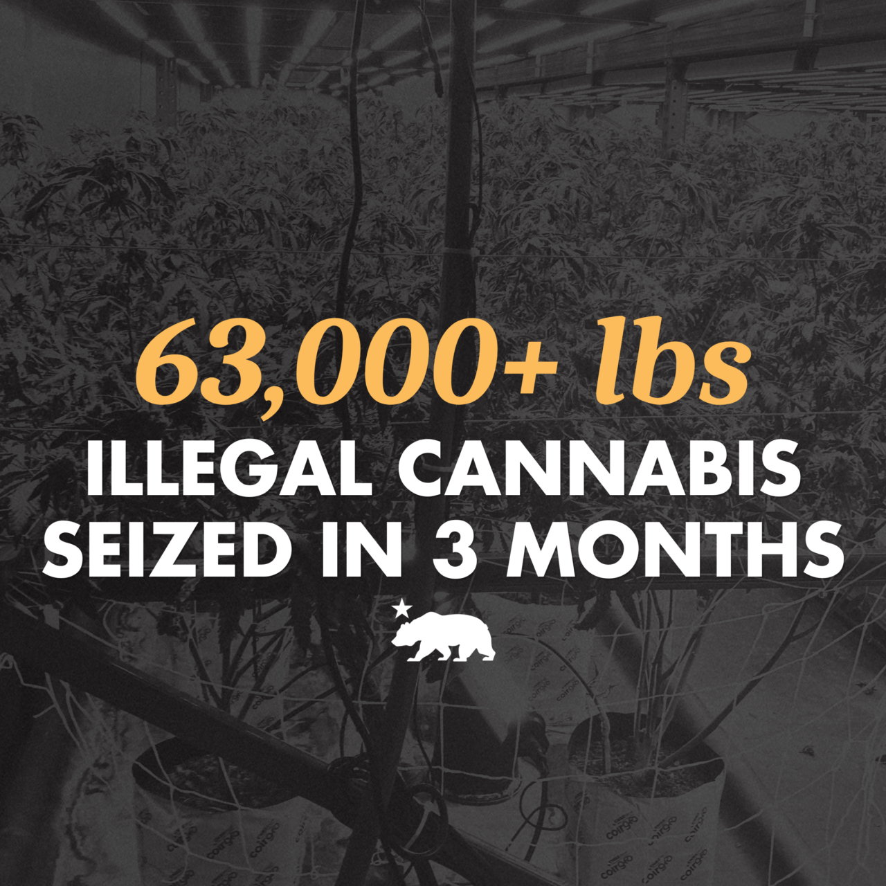 California continues illegal cannabis crackdown, seizing more than ...