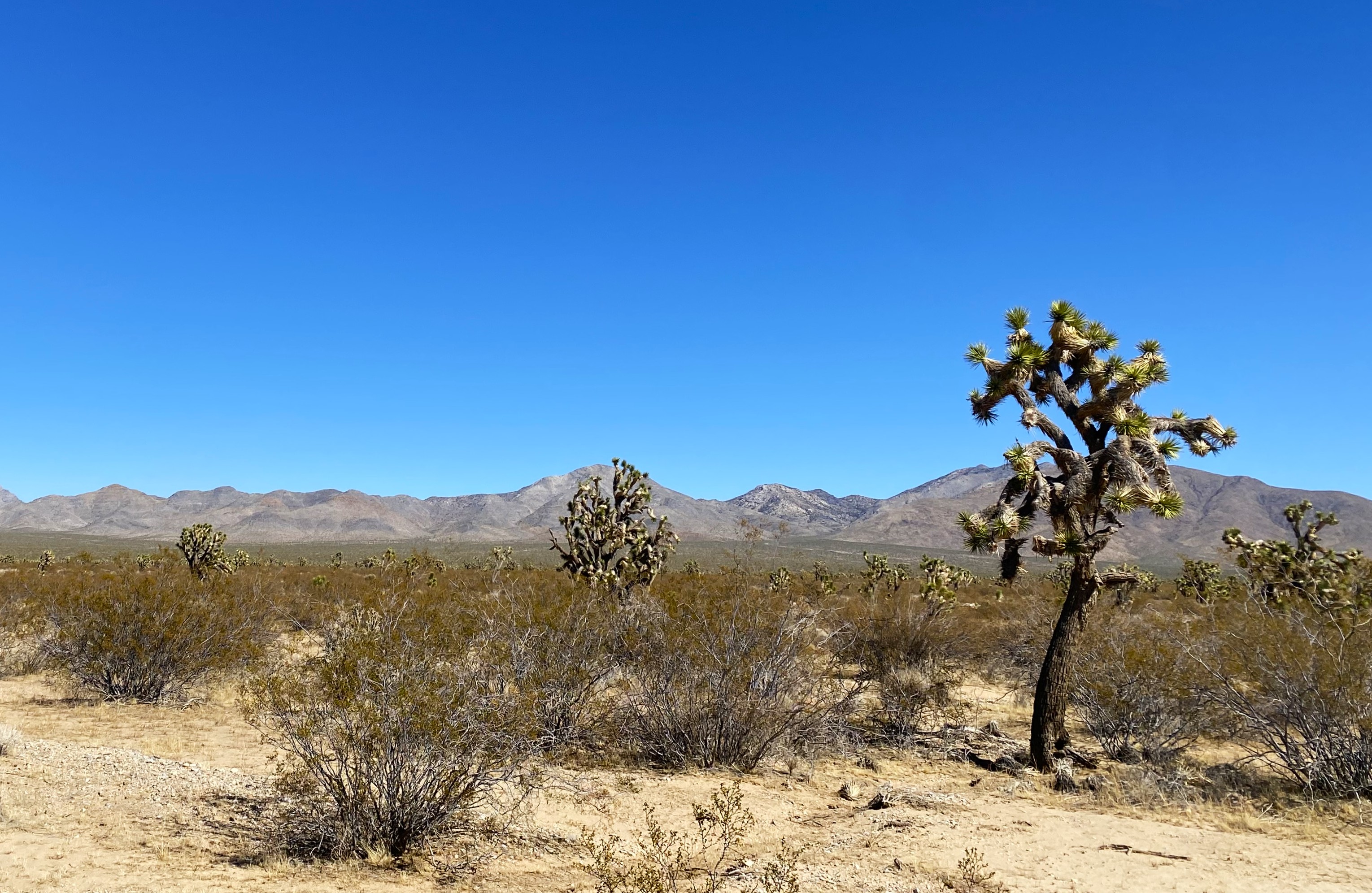 Desert landscape with Joshua trees and low scrub brush scattered across a sandy plain, with a range of dry, rocky mountains stretching along the horizon under a clear blue sky.