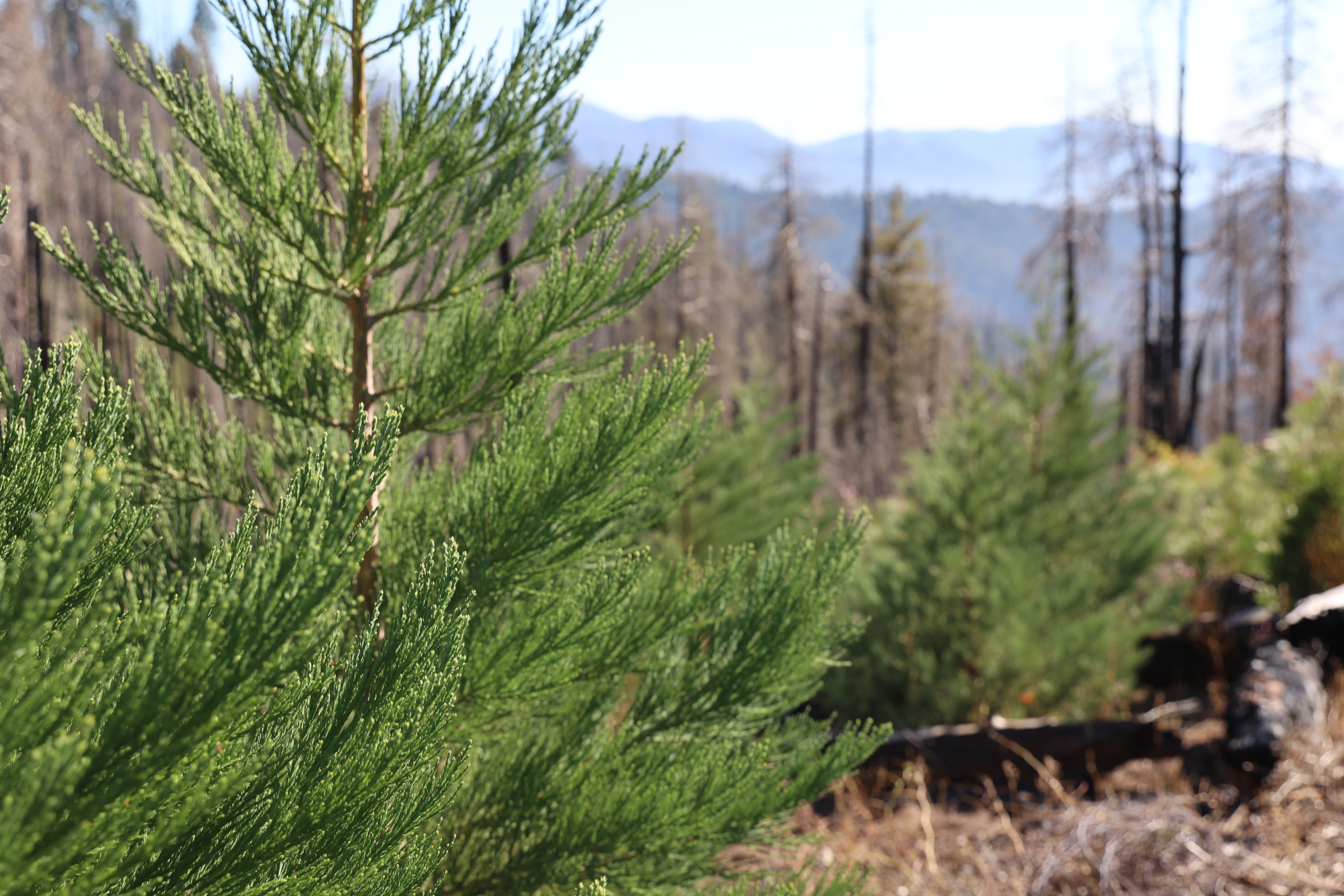 Boggs Reforestation